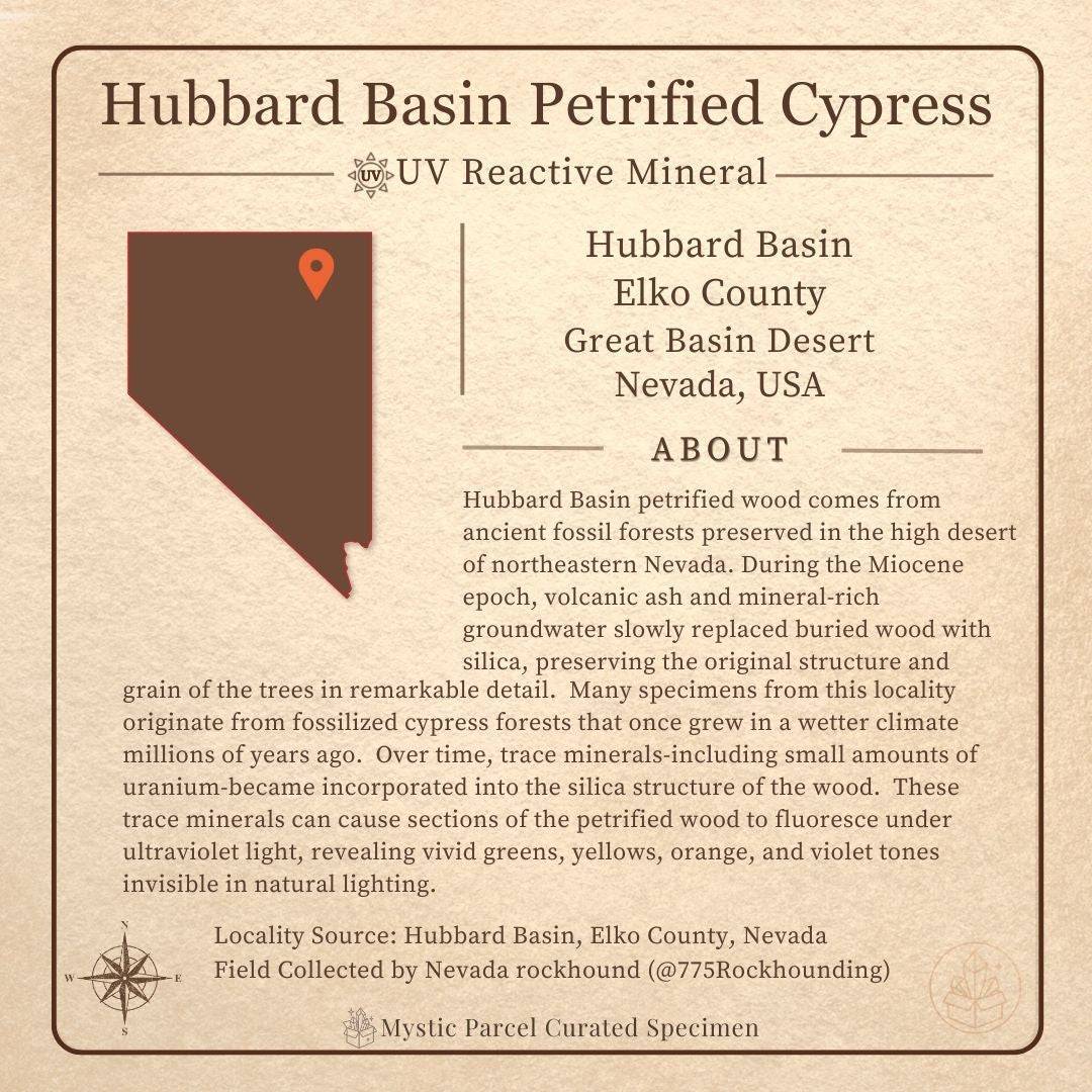 Hubbard Basin petrified wood with UV fluorescence info card