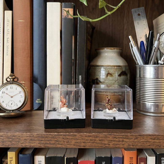 Two native copper thumbnail specimens from China displayed in clear protective perky boxes on a wooden bookshelf, with the compact upright specimen on the right beside books, a pocket watch, and writing instruments.