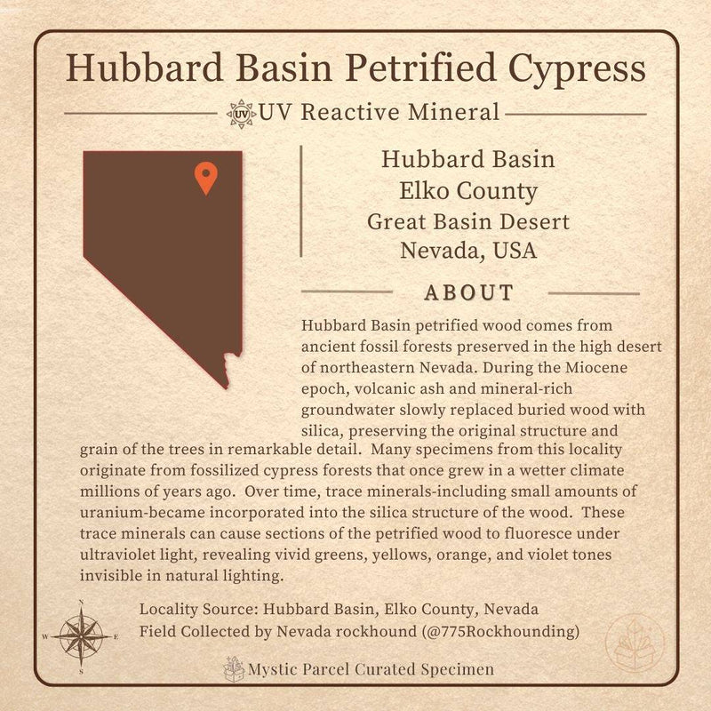 Hubbard Basin petrified wood with UV fluorescence info card