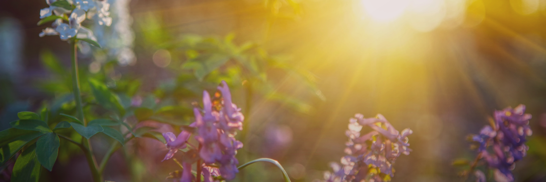 Spring Equinox: Renewal, Balance, and the Season of Becoming