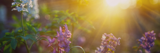 Spring Equinox: Renewal, Balance, and the Season of Becoming