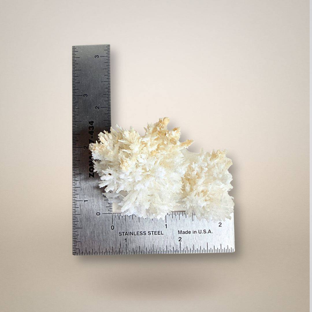 Santa Eulalia Aragonite - Acicular Spray 46g next to ruler for size reference, collectible mineral specimen with radiating crystal sprays.
