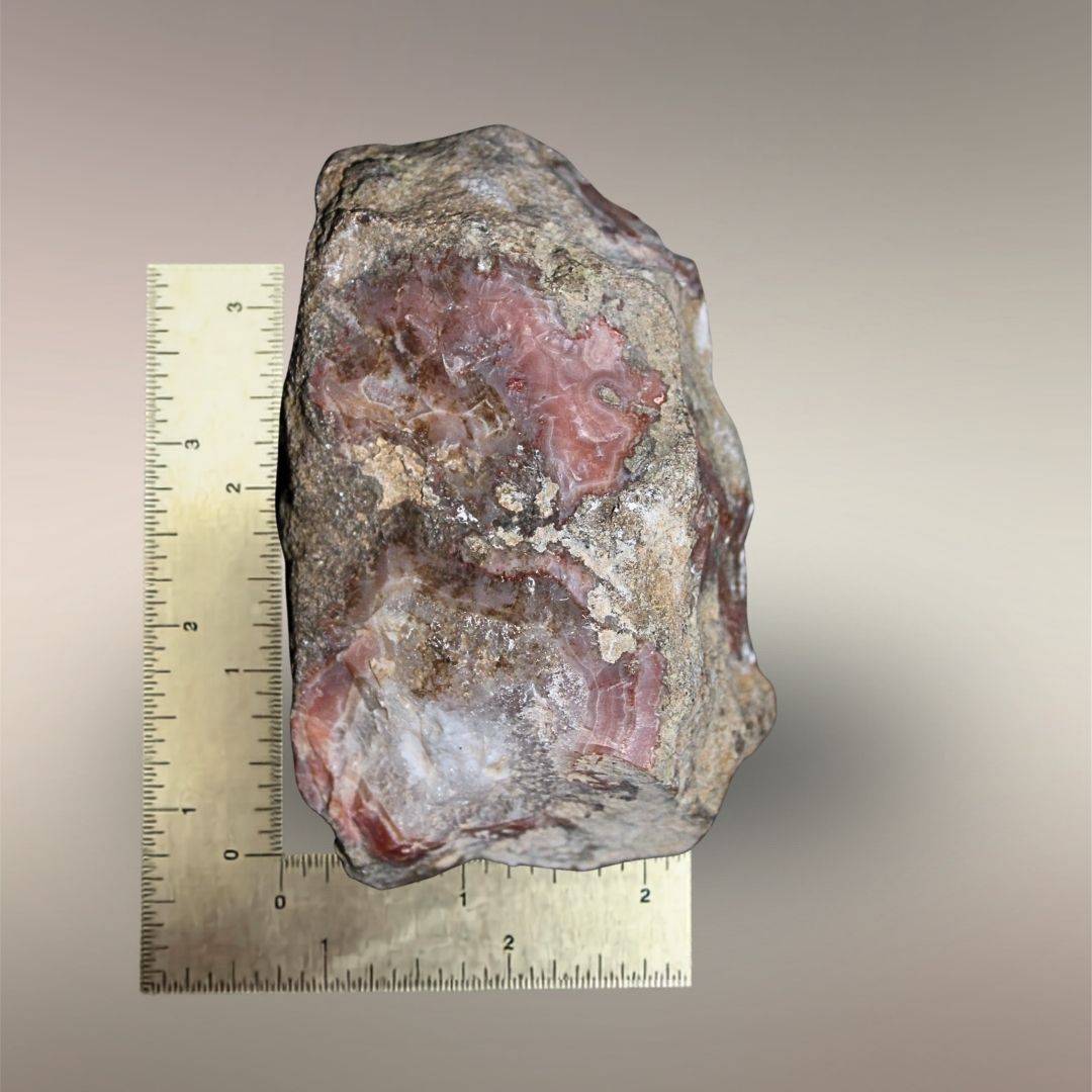 Bou Hamza Agate nodule side view with ruler showing scale, natural rind, and exposed rose agate.
