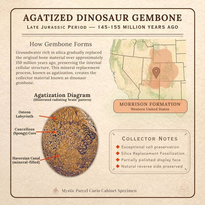 Red Dinosaur Gembone Slab fossil specimen from New Mexico