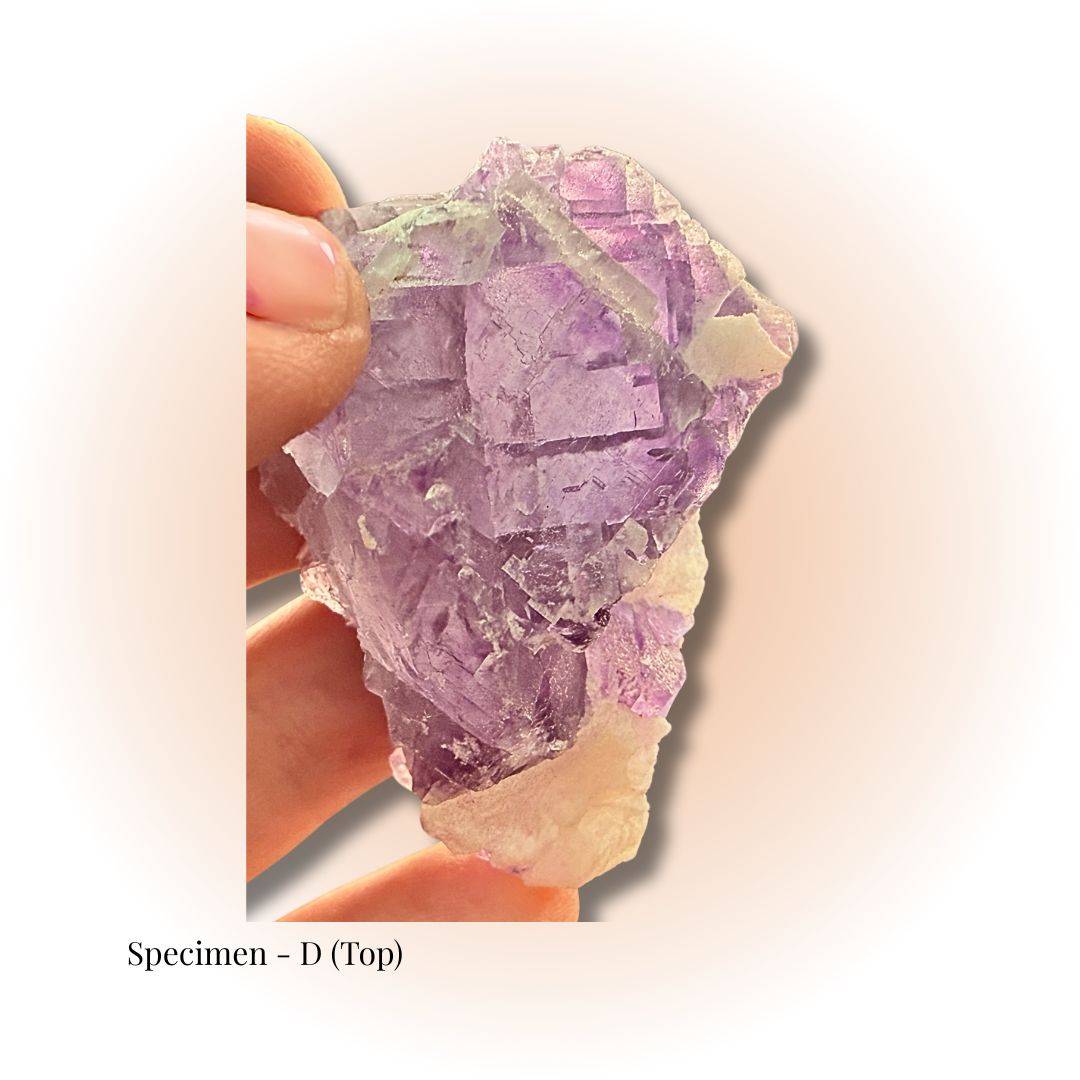 Brazilian Purple Fluorite crystal specimen D held in hand, showcasing natural cubic formations and vibrant purple hues for clarity and focus.