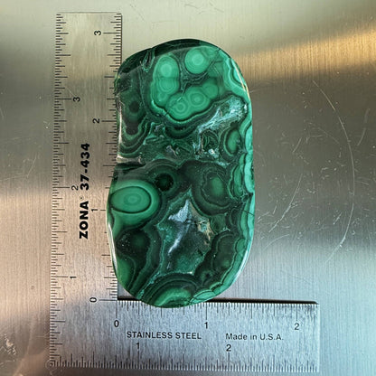 Polished Malacholla Freeform specimen with deep green botryoidal malachite textures, placed on ruler for size comparison.