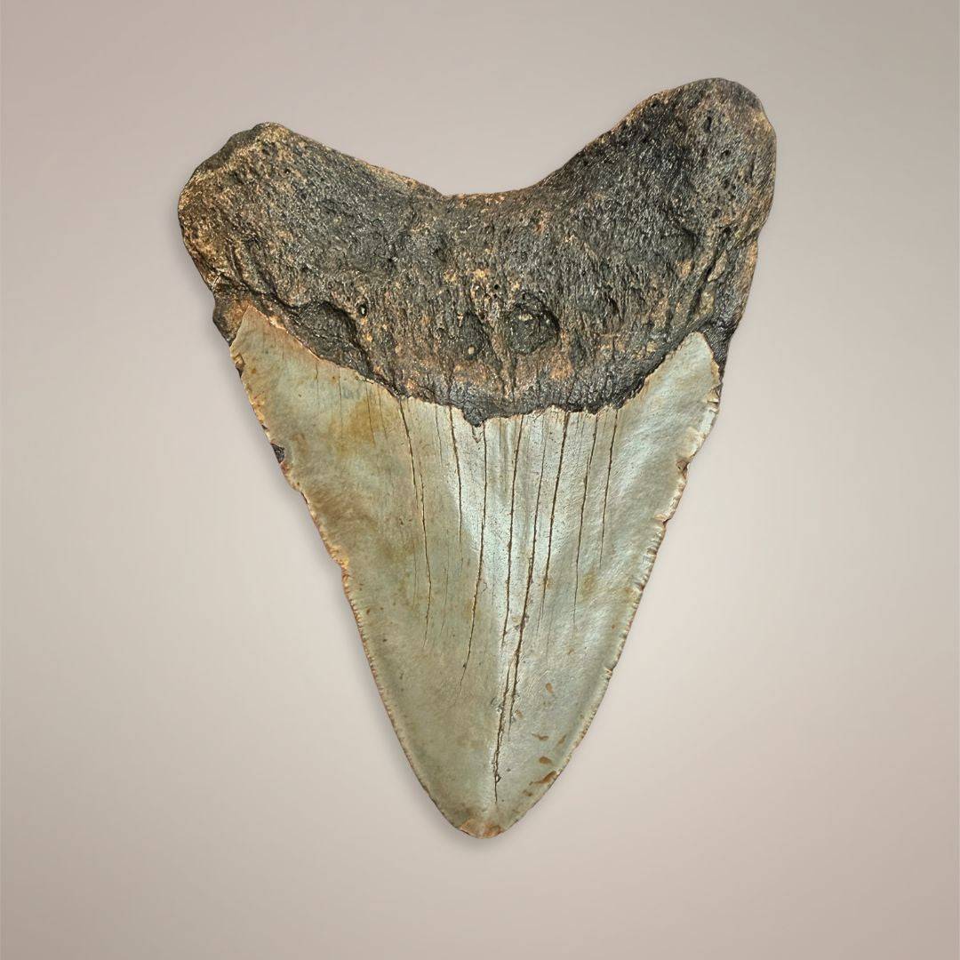 Megalodon tooth fossil from North Carolina back view