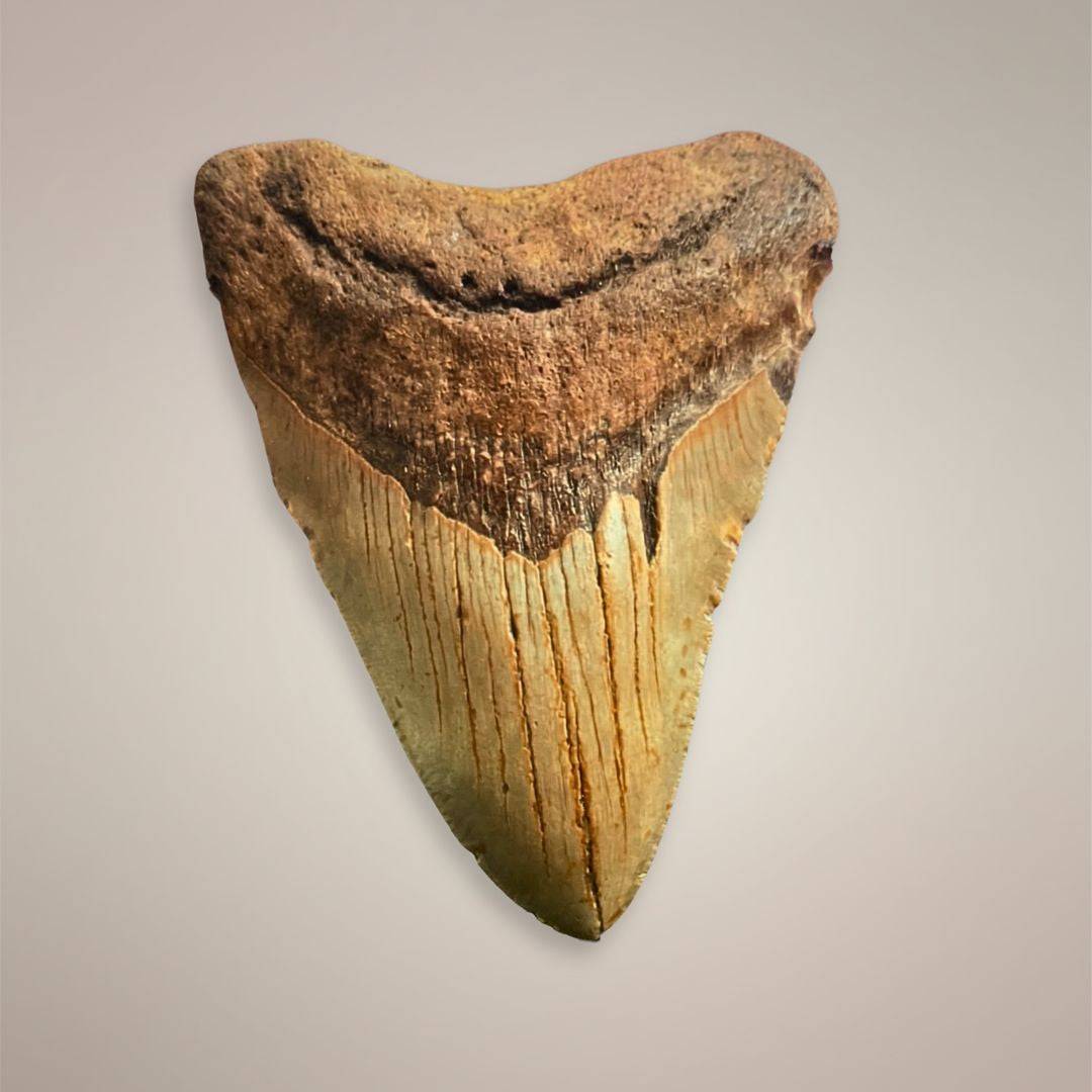 Close-up of Megalodon tooth fossil North Carolina