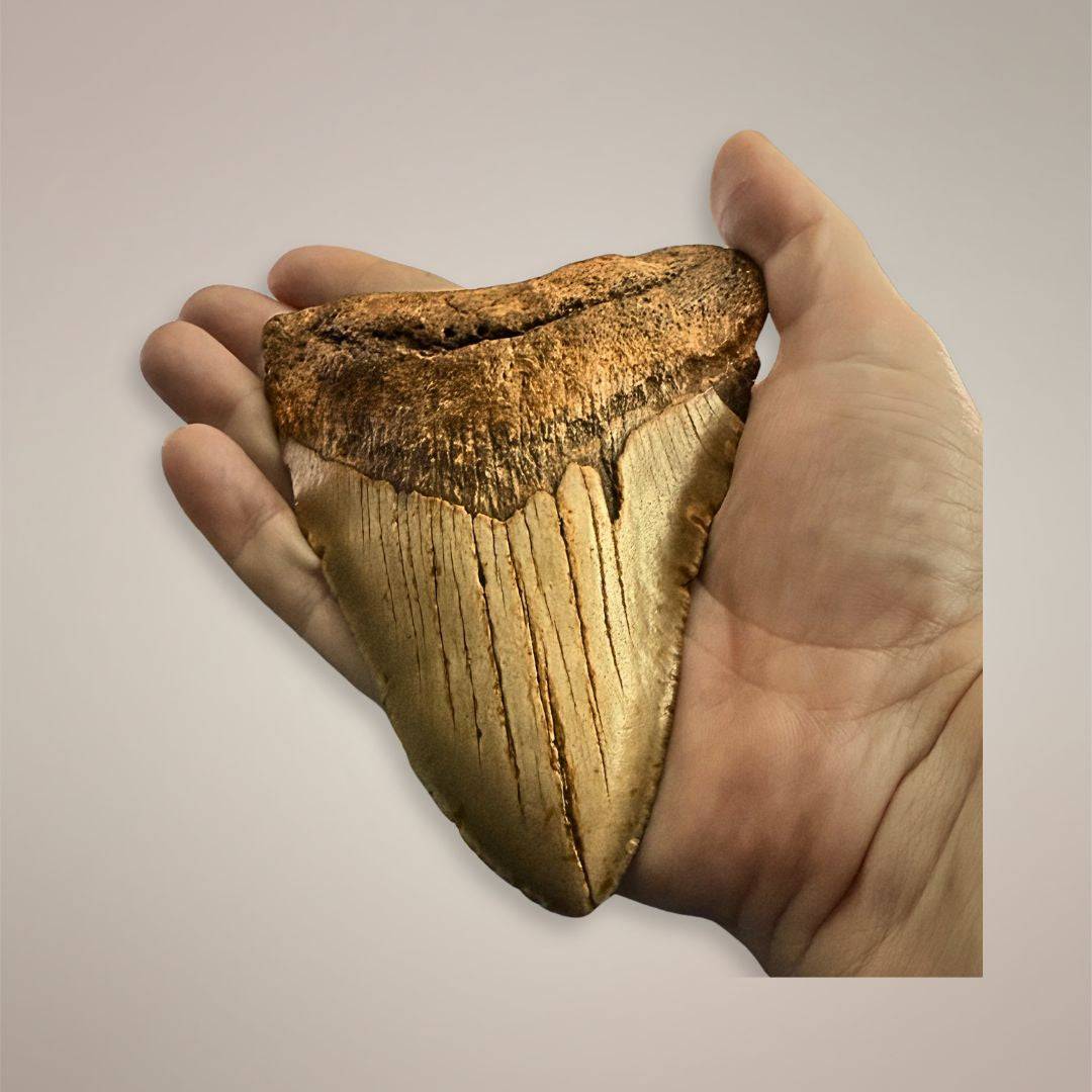 Megalodon fossil tooth North Carolina in hand for scale
