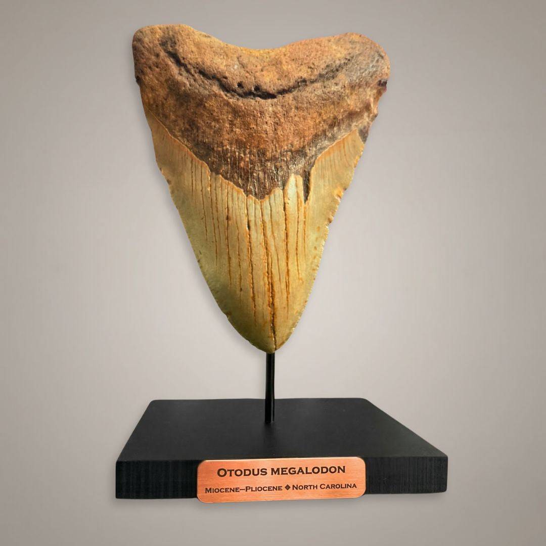 Megalodon tooth fossil display North Carolina