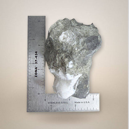 Natrolite micro-needles specimen measured with ruler, showing size and crystal spread on basalt from Teichelberg, Germany.