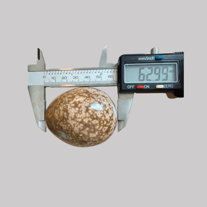 Honey Ocean Jasper Egg measuring 62.99mm in height with digital caliper, showcasing rare orbicular patterns and polished finish for collectors and crystal healing.