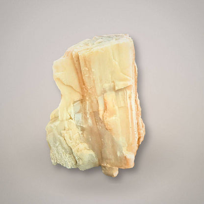 UV Reactive Petrified Cypress Wood | Hubbard Basin Nevada Fossil