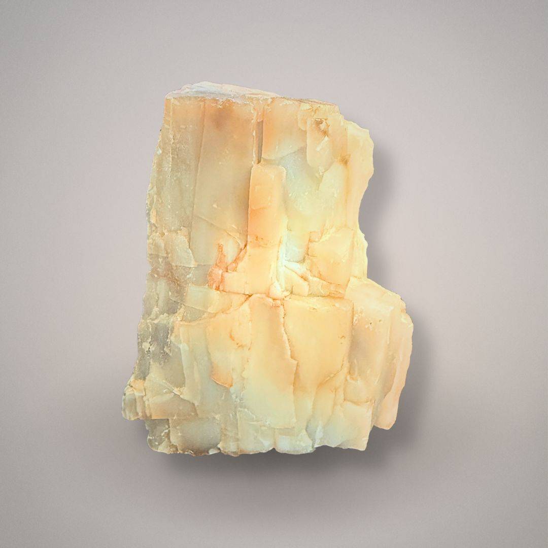 UV reactive petrified cypress wood specimen