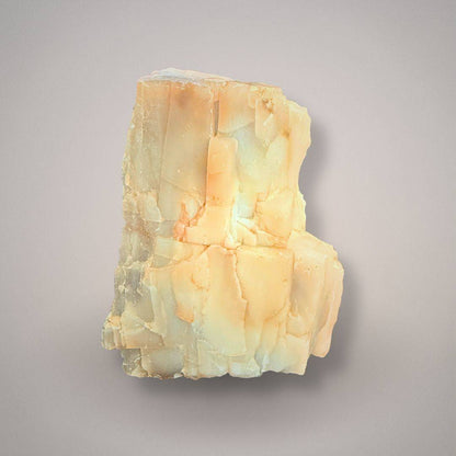 UV reactive petrified cypress wood specimen