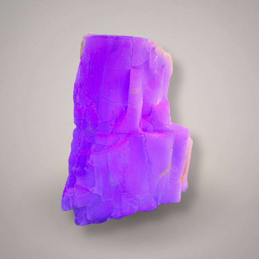 UV reactive petrified cypress wood specimen under longwave UV light