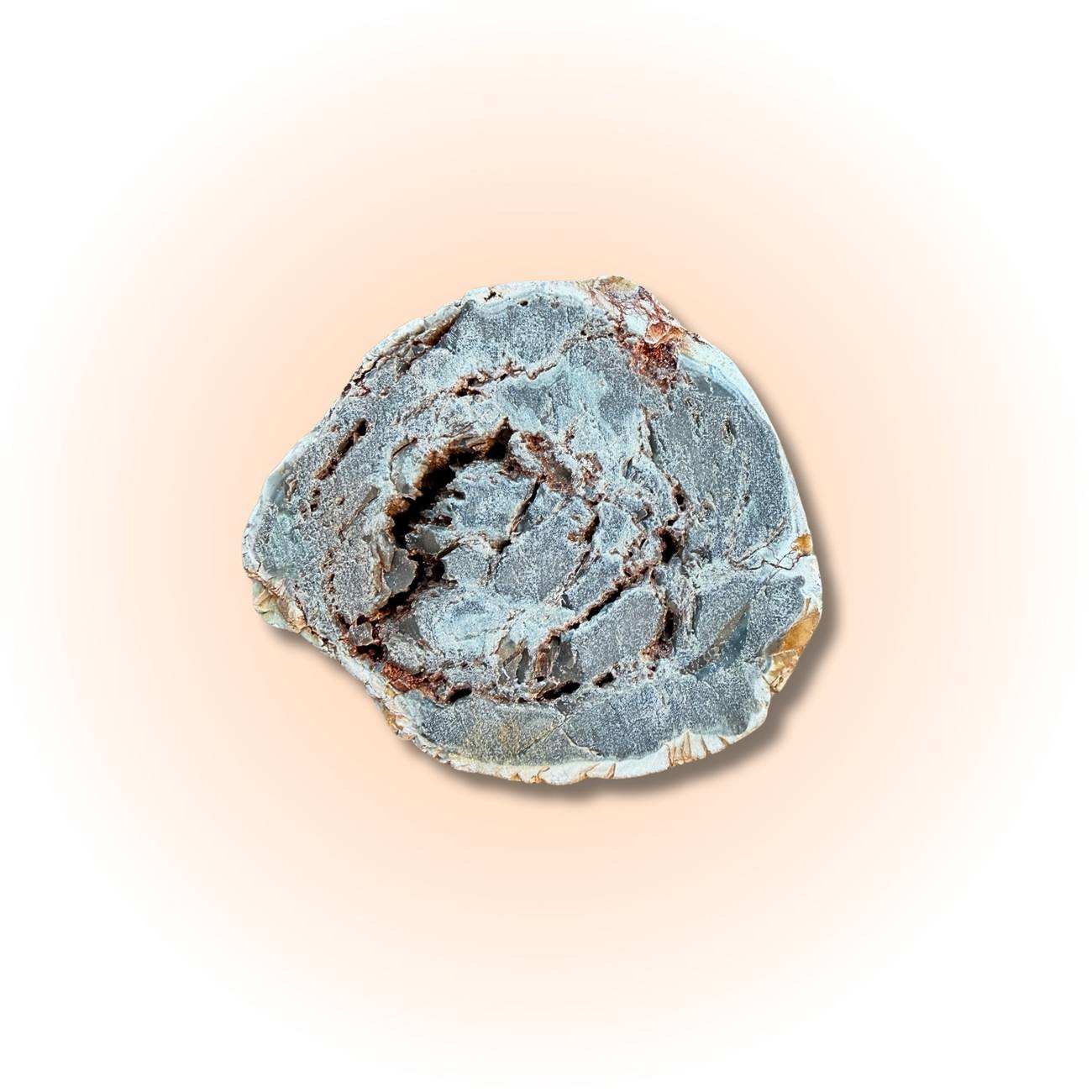 Polished petrified wood slice in oceanic blue-gray tones with natural fossilized patterns, ideal for grounding and ancient wisdom collectibles. Bottom view of Slice A