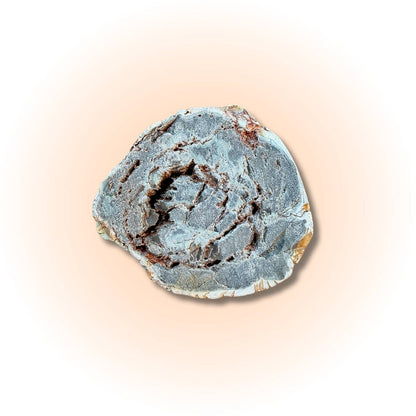 Polished petrified wood slice in oceanic blue-gray tones with natural fossilized patterns, ideal for grounding and ancient wisdom collectibles. Bottom view of Slice A
