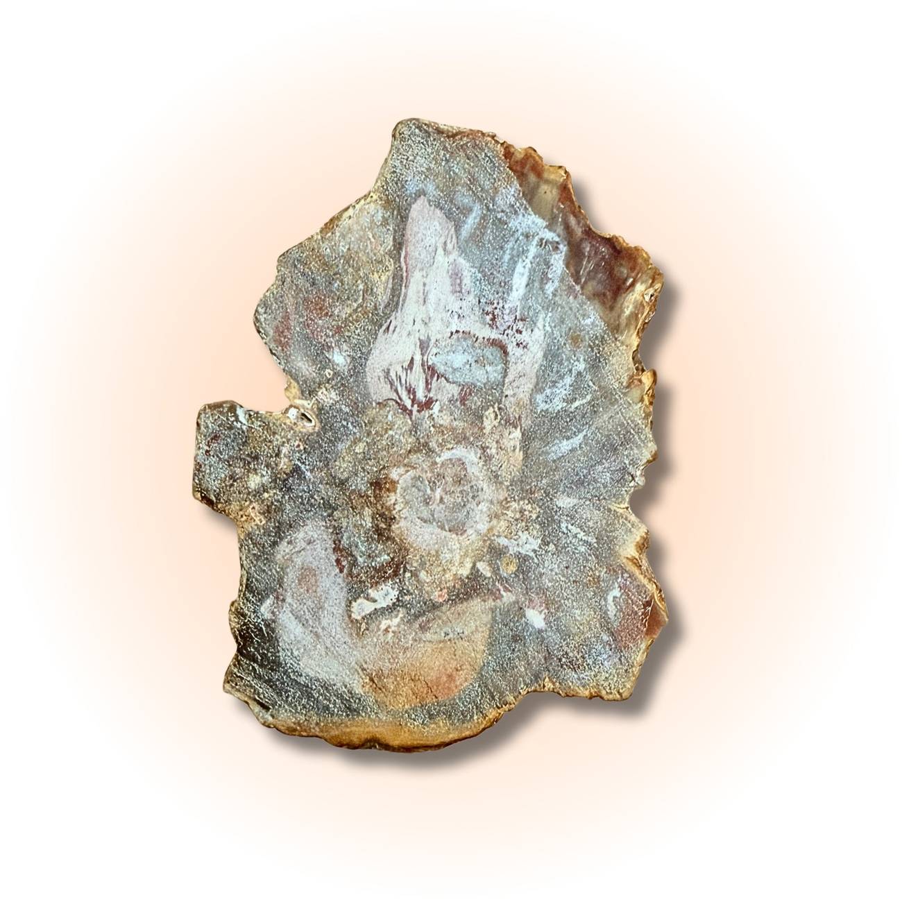 Polished Petrified Wood Slice - Ancient Wisdom | 98g-105g fossil from Madagascar featuring earthy tones and intricate natural patterns. Bottom view of Slice B