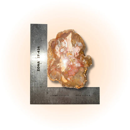Polished Petrified Wood Slice - Ancient Wisdom | 98g-105g fossil with red-brown hues from Madagascar, shown with ruler for size reference. Slice B