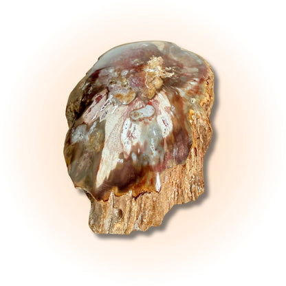 Polished Petrified Wood Slice - Ancient Wisdom | 98g-105g fossil with glossy red-brown and cream hues, showcasing Madagascar's natural patterns. Slice B