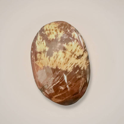 Polished petrified wood palm stone, medium size, grounding protection stone