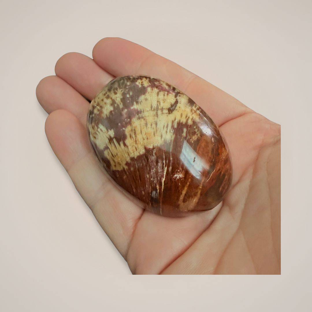 Petrified Wood Palm Stone (Medium 2–2.5") | Protection Stone