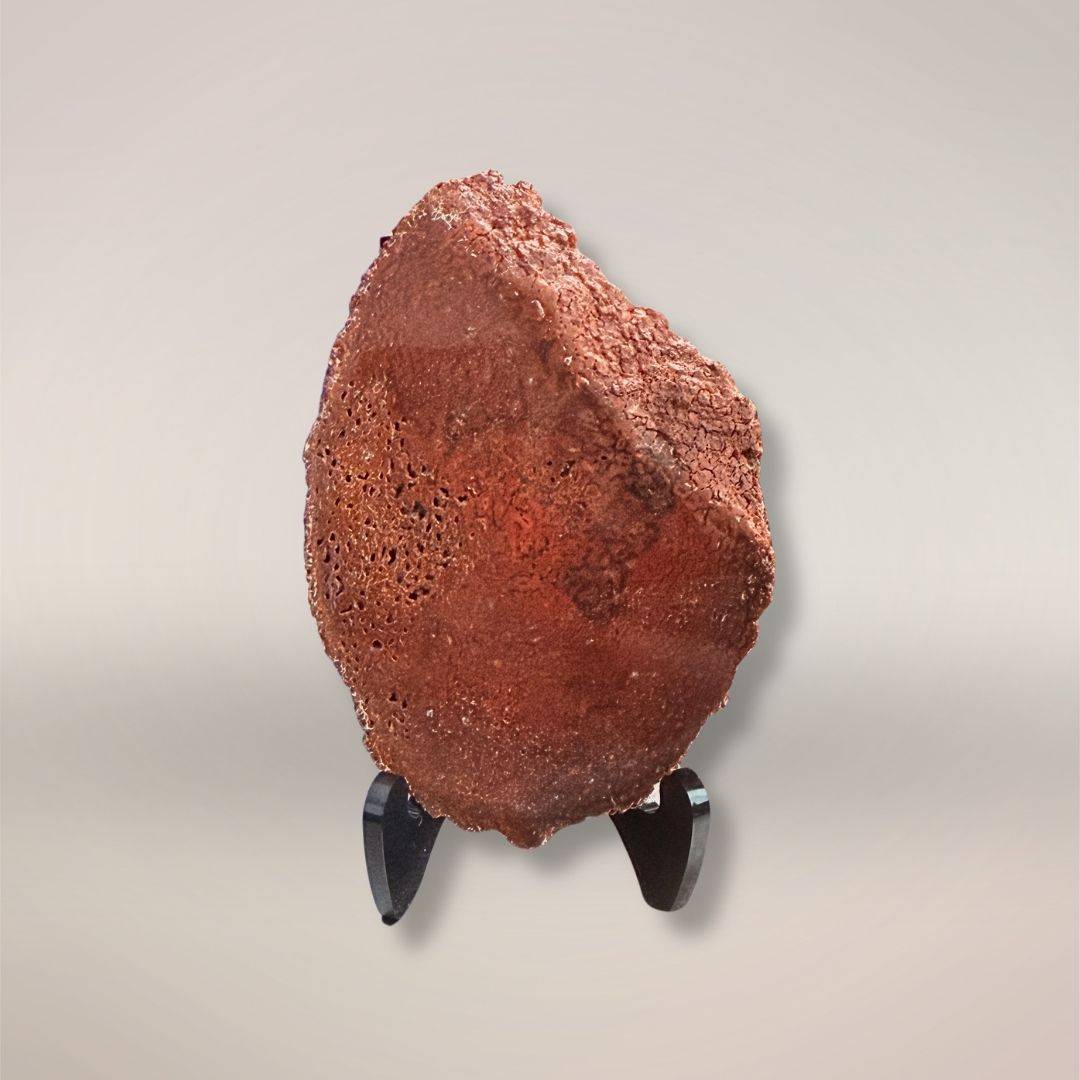 Red Dinosaur Gembone slab on display stand