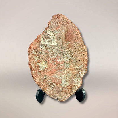 Back view of Red Dinosaur Gembone slab with textured surface