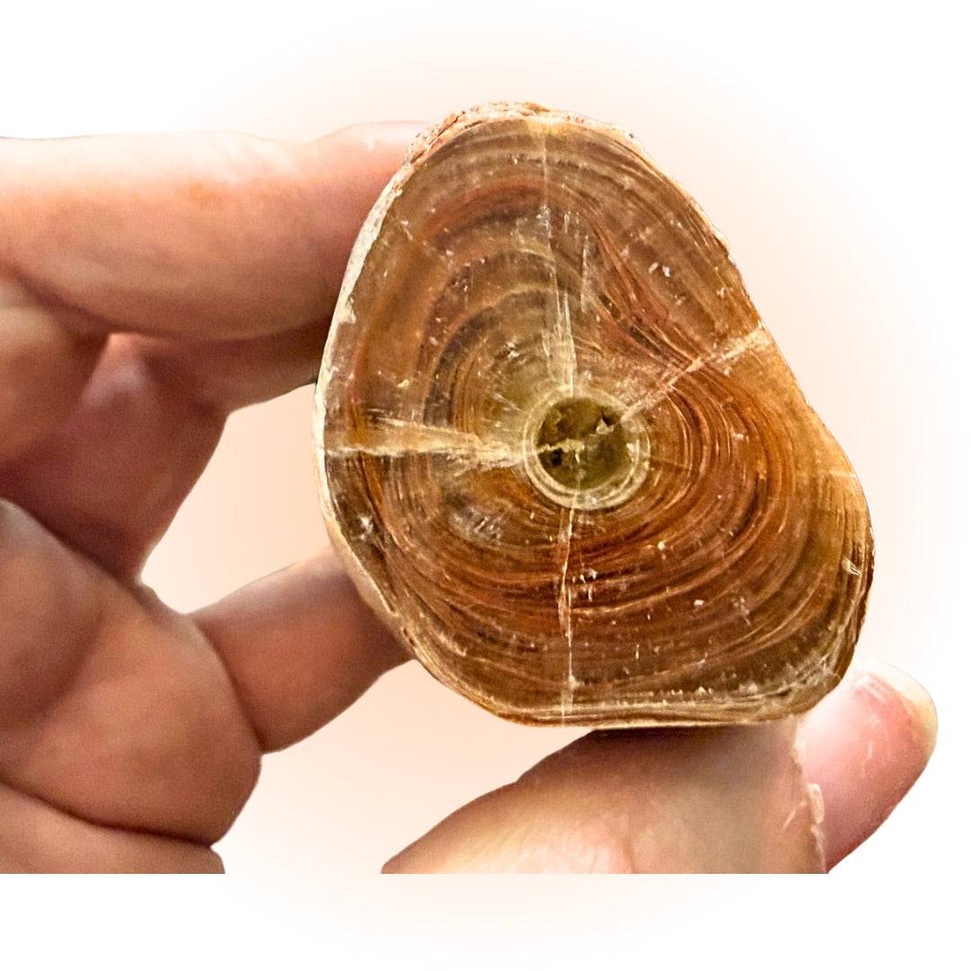 Unique Kokoweef Cave Stalactite - 162g Mohave Desert Specimen showing polished cross-section with concentric mineral layers and central core.