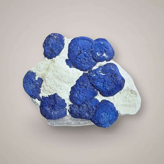 Rare Azurite Sun cluster from Malbunka Copper Mine, Australia, showing multiple deep blue radial azurite suns on pale kaolinite matrix.