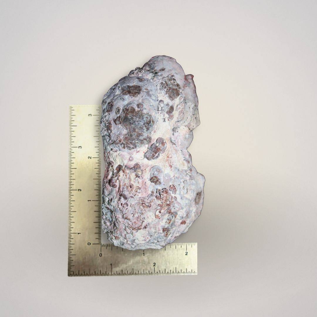 Side profile of Baker Agate thunderegg half with ruler for scale, showing thickness and natural rind.