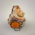 Condor Agate specimen from Las Arenas, San Rafael, Argentina, displayed on stand with polished face, natural rind, and red-orange banded agate pocket.