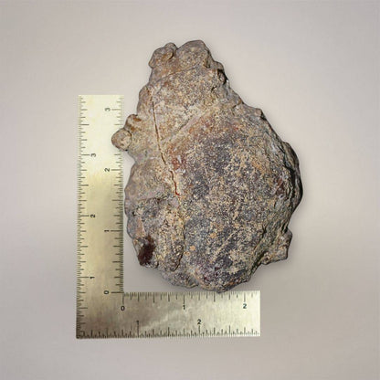 Condor Agate specimen from Las Arenas, Argentina, shown with ruler for scale, displaying the natural rind and rough back of the 410g nodule half.