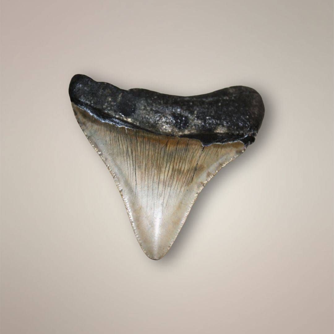 Fossilized Megalodon Tooth North Carolina backside view.