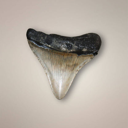 Fossilized Megalodon Tooth North Carolina backside view.