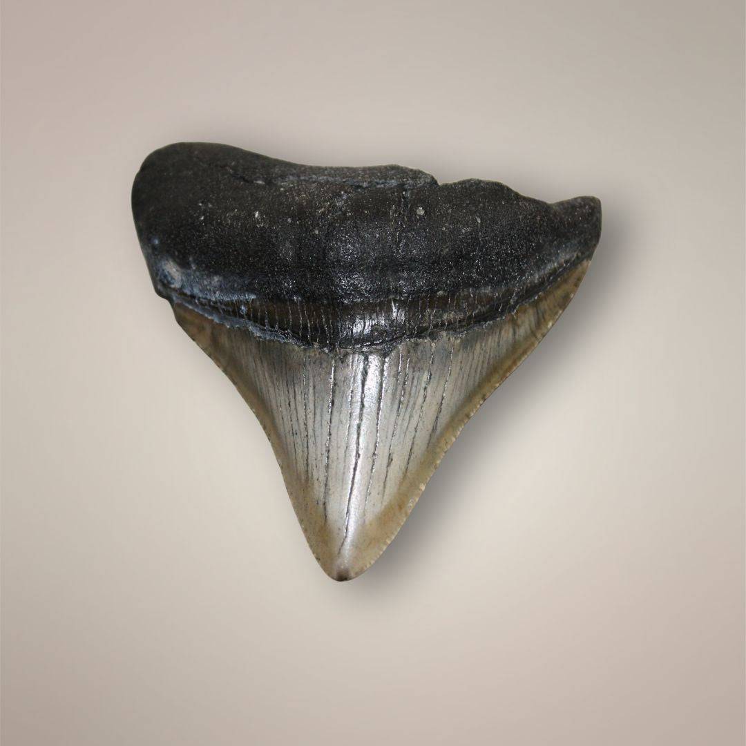 Close-up of Megalodon tooth front view showing dark root and beige enamel, with detailed serrations.