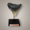 Fossilized Megalodon Tooth 3.09" from North Carolina