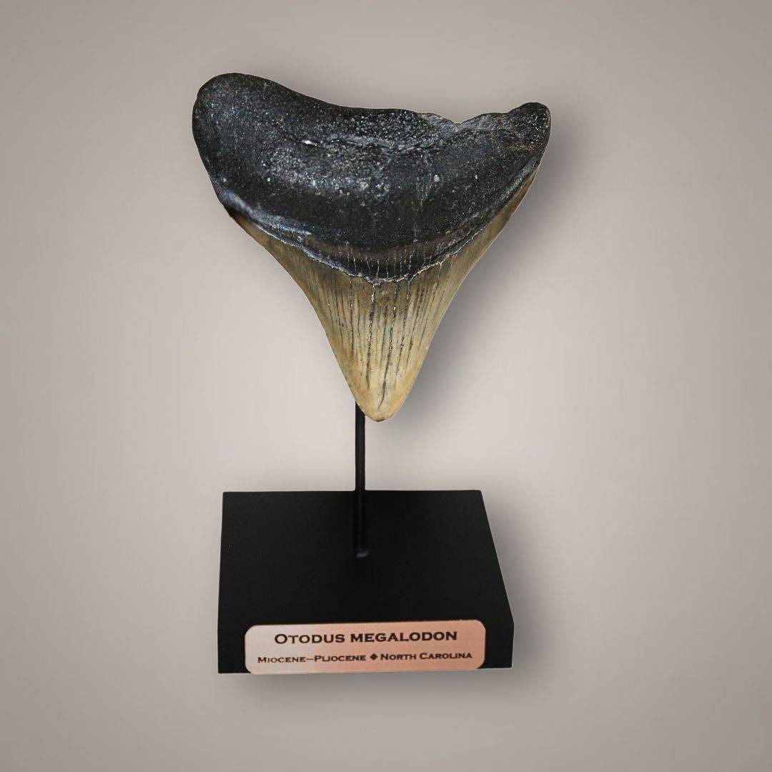 Fossilized Megalodon tooth display with black and beige coloration, mounted on black stand with engraved specimen identification plate.