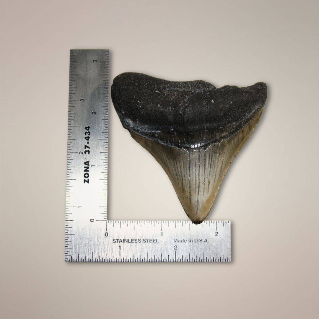 Fossilized Megalodon tooth with ruler for size comparison, dark root and beige enamel