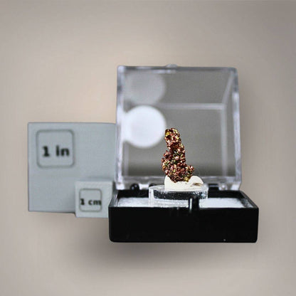 Native copper thumbnail specimen from China displayed on a small acrylic riser inside a protective perky box beside one-inch and one-centimeter scale cubes.