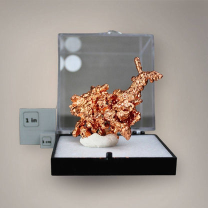 Native copper specimen from China with a distinctive upright branching projection displayed in a large perky box beside one-inch and one-centimeter scale cubes.
