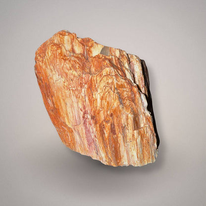Petrified wood specimen 229 back view with rust-orange, cream, and tan wood-grain banding and natural fractured edges.