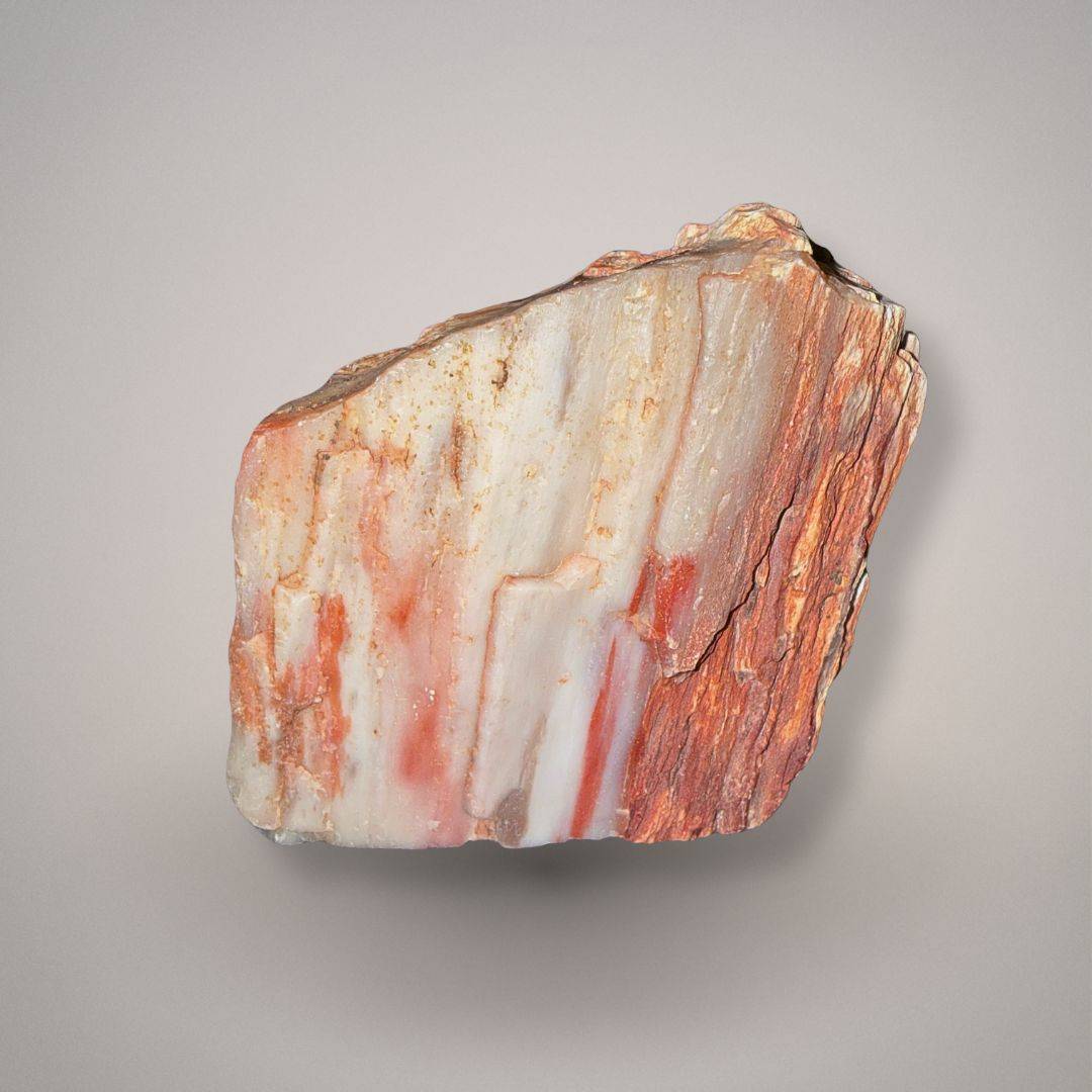 Petrified wood specimen 229 front view with vertical orange, cream, and reddish wood-grain patterning and an irregular natural outline.