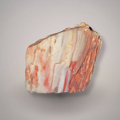 Petrified wood specimen 229 front view with vertical orange, cream, and reddish wood-grain patterning and an irregular natural outline.