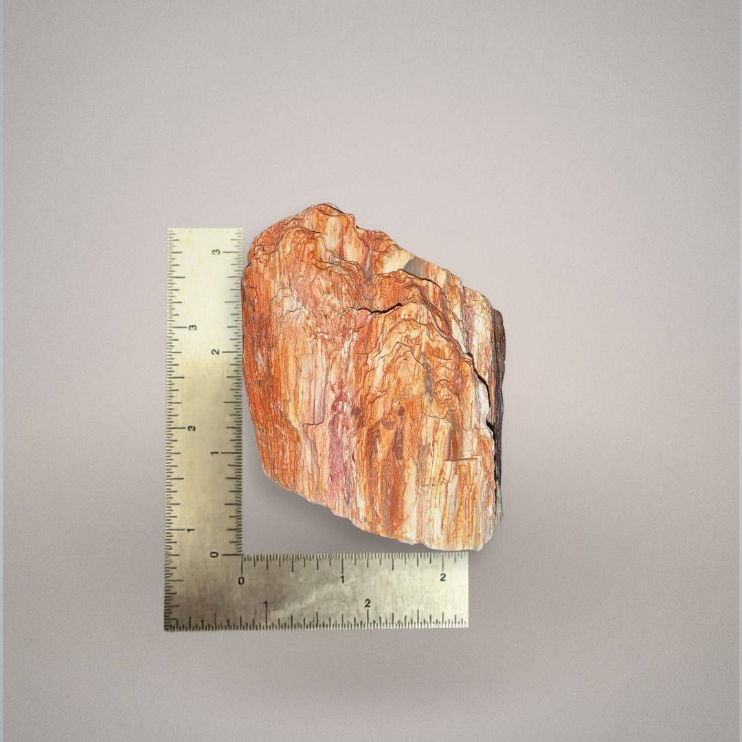 Petrified wood specimen 229 shown beside an inch ruler for scale, measuring approximately 3 inches tall.