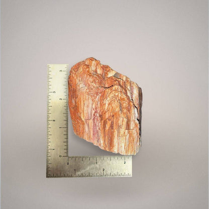 Petrified wood specimen 229 shown beside an inch ruler for scale, measuring approximately 3 inches tall.