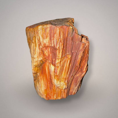 Petrified wood specimen 512 back view with layered rust-red, orange, cream, and golden wood-grain patterning and natural fractures.