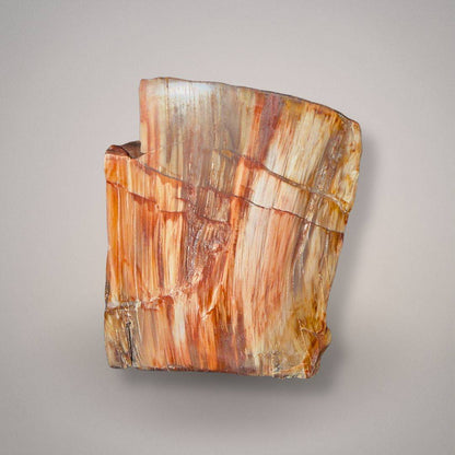 Petrified wood specimen 512 front view with broad cream, orange, red, and gray vertical wood-grain bands and a stepped natural profile.