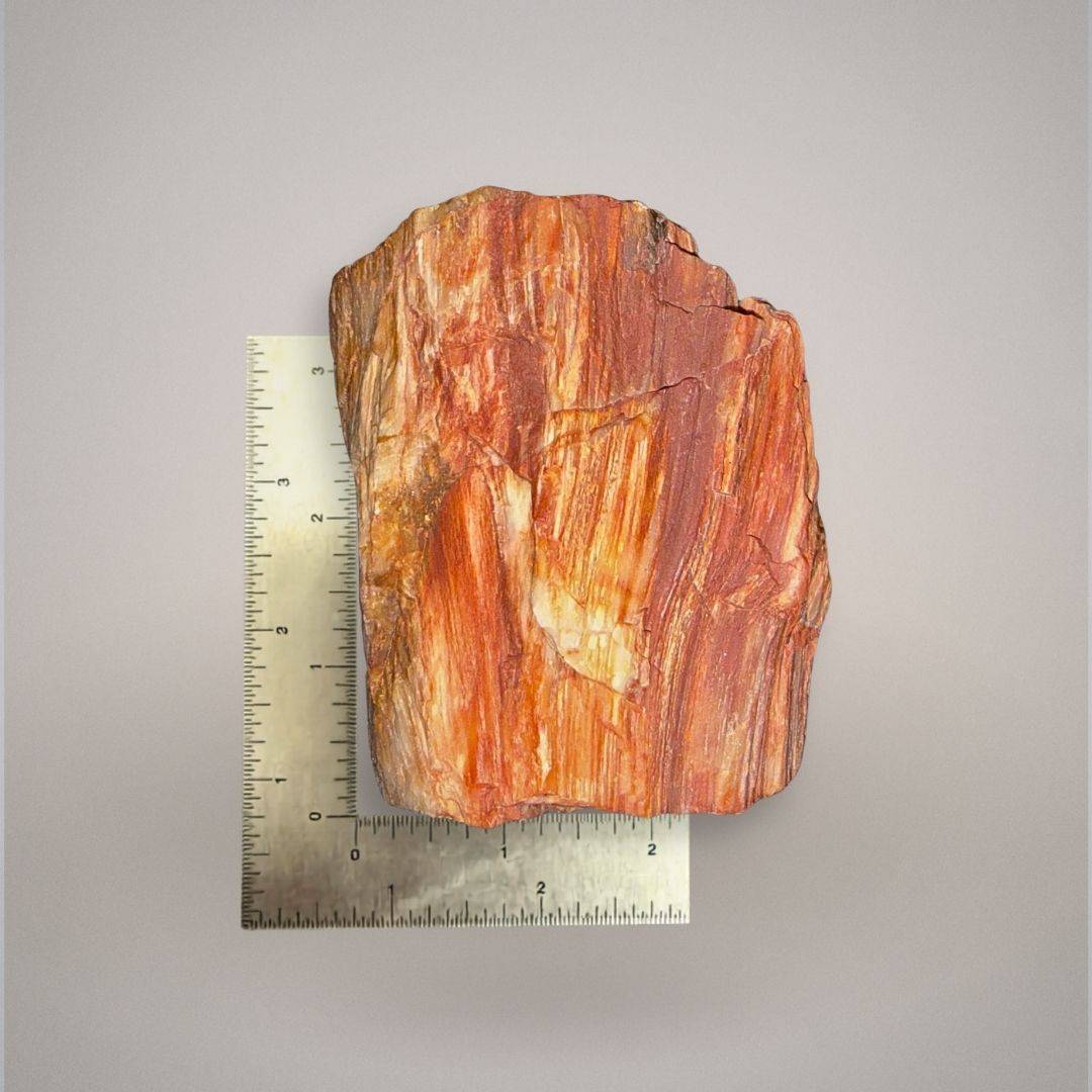 Petrified wood specimen 512 shown beside an inch ruler for scale, measuring approximately 3 inches tall.